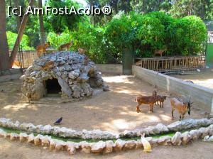 [P33] Mini gradina Zoo din Gradinile Nationale » foto by vulpe mihaela
 - 
<span class="allrVoted glyphicon glyphicon-heart hidden" id="av755078"></span>
<a class="m-l-10 hidden" id="sv755078" onclick="voting_Foto_DelVot(,755078,1710)" role="button">șterge vot <span class="glyphicon glyphicon-remove"></span></a>
<a id="v9755078" class=" c-red"  onclick="voting_Foto_SetVot(755078)" role="button"><span class="glyphicon glyphicon-heart-empty"></span> <b>LIKE</b> = Votează poza</a> <img class="hidden"  id="f755078W9" src="/imagini/loader.gif" border="0" /><span class="AjErrMes hidden" id="e755078ErM"></span>
