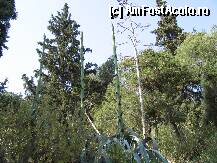 [P21] Printre pini si Agave - observati tulpina uscata din anu trecut si cea tanara care a crescut anul acesta » foto by Irina1974
 - 
<span class="allrVoted glyphicon glyphicon-heart hidden" id="av80571"></span>
<a class="m-l-10 hidden" id="sv80571" onclick="voting_Foto_DelVot(,80571,1710)" role="button">șterge vot <span class="glyphicon glyphicon-remove"></span></a>
<a id="v980571" class=" c-red"  onclick="voting_Foto_SetVot(80571)" role="button"><span class="glyphicon glyphicon-heart-empty"></span> <b>LIKE</b> = Votează poza</a> <img class="hidden"  id="f80571W9" src="/imagini/loader.gif" border="0" /><span class="AjErrMes hidden" id="e80571ErM"></span>