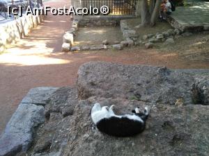 [P09] O pisică leneșă în Plateia Lysikratous » foto by Carmen Ion
 - 
<span class="allrVoted glyphicon glyphicon-heart hidden" id="av1040890"></span>
<a class="m-l-10 hidden" id="sv1040890" onclick="voting_Foto_DelVot(,1040890,1710)" role="button">șterge vot <span class="glyphicon glyphicon-remove"></span></a>
<a id="v91040890" class=" c-red"  onclick="voting_Foto_SetVot(1040890)" role="button"><span class="glyphicon glyphicon-heart-empty"></span> <b>LIKE</b> = Votează poza</a> <img class="hidden"  id="f1040890W9" src="/imagini/loader.gif" border="0" /><span class="AjErrMes hidden" id="e1040890ErM"></span>
