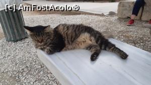 [P24] Atena - Acropole - pisica, fotomodel » foto by ANILU
 - 
<span class="allrVoted glyphicon glyphicon-heart hidden" id="av1111601"></span>
<a class="m-l-10 hidden" id="sv1111601" onclick="voting_Foto_DelVot(,1111601,1710)" role="button">șterge vot <span class="glyphicon glyphicon-remove"></span></a>
<a id="v91111601" class=" c-red"  onclick="voting_Foto_SetVot(1111601)" role="button"><span class="glyphicon glyphicon-heart-empty"></span> <b>LIKE</b> = Votează poza</a> <img class="hidden"  id="f1111601W9" src="/imagini/loader.gif" border="0" /><span class="AjErrMes hidden" id="e1111601ErM"></span>