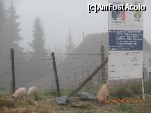 [P14] Proiect european de dezvoltare rurala » foto by verobutterfly
 - 
<span class="allrVoted glyphicon glyphicon-heart hidden" id="av146779"></span>
<a class="m-l-10 hidden" id="sv146779" onclick="voting_Foto_DelVot(,146779,1755)" role="button">șterge vot <span class="glyphicon glyphicon-remove"></span></a>
<a id="v9146779" class=" c-red"  onclick="voting_Foto_SetVot(146779)" role="button"><span class="glyphicon glyphicon-heart-empty"></span> <b>LIKE</b> = Votează poza</a> <img class="hidden"  id="f146779W9" src="/imagini/loader.gif" border="0" /><span class="AjErrMes hidden" id="e146779ErM"></span>