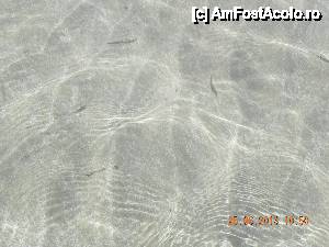 [P09] Pesti in apa » foto by roloback
 - 
<span class="allrVoted glyphicon glyphicon-heart hidden" id="av467395"></span>
<a class="m-l-10 hidden" id="sv467395" onclick="voting_Foto_DelVot(,467395,1787)" role="button">șterge vot <span class="glyphicon glyphicon-remove"></span></a>
<a id="v9467395" class=" c-red"  onclick="voting_Foto_SetVot(467395)" role="button"><span class="glyphicon glyphicon-heart-empty"></span> <b>LIKE</b> = Votează poza</a> <img class="hidden"  id="f467395W9" src="/imagini/loader.gif" border="0" /><span class="AjErrMes hidden" id="e467395ErM"></span>