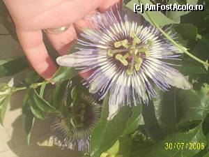 [P12] floarea pasiunii » foto by shaq
 - 
<span class="allrVoted glyphicon glyphicon-heart hidden" id="av344080"></span>
<a class="m-l-10 hidden" id="sv344080" onclick="voting_Foto_DelVot(,344080,1788)" role="button">șterge vot <span class="glyphicon glyphicon-remove"></span></a>
<a id="v9344080" class=" c-red"  onclick="voting_Foto_SetVot(344080)" role="button"><span class="glyphicon glyphicon-heart-empty"></span> <b>LIKE</b> = Votează poza</a> <img class="hidden"  id="f344080W9" src="/imagini/loader.gif" border="0" /><span class="AjErrMes hidden" id="e344080ErM"></span>