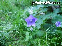 [P58] flora din rezervatia Piatra Craiului... » foto by catalinalupu
 - 
<span class="allrVoted glyphicon glyphicon-heart hidden" id="av44632"></span>
<a class="m-l-10 hidden" id="sv44632" onclick="voting_Foto_DelVot(,44632,1790)" role="button">șterge vot <span class="glyphicon glyphicon-remove"></span></a>
<a id="v944632" class=" c-red"  onclick="voting_Foto_SetVot(44632)" role="button"><span class="glyphicon glyphicon-heart-empty"></span> <b>LIKE</b> = Votează poza</a> <img class="hidden"  id="f44632W9" src="/imagini/loader.gif" border="0" /><span class="AjErrMes hidden" id="e44632ErM"></span>