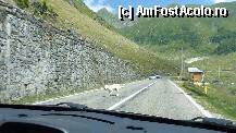 [P10] Eh, mai apare si cate un animal pe sosea » foto by brugner
 - 
<span class="allrVoted glyphicon glyphicon-heart hidden" id="av294549"></span>
<a class="m-l-10 hidden" id="sv294549" onclick="voting_Foto_DelVot(,294549,1790)" role="button">șterge vot <span class="glyphicon glyphicon-remove"></span></a>
<a id="v9294549" class=" c-red"  onclick="voting_Foto_SetVot(294549)" role="button"><span class="glyphicon glyphicon-heart-empty"></span> <b>LIKE</b> = Votează poza</a> <img class="hidden"  id="f294549W9" src="/imagini/loader.gif" border="0" /><span class="AjErrMes hidden" id="e294549ErM"></span>