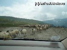 [P25] Oile pe care m-am bucurat sa le vad » foto by Florina38*
 - 
<span class="allrVoted glyphicon glyphicon-heart hidden" id="av56315"></span>
<a class="m-l-10 hidden" id="sv56315" onclick="voting_Foto_DelVot(,56315,1790)" role="button">șterge vot <span class="glyphicon glyphicon-remove"></span></a>
<a id="v956315" class=" c-red"  onclick="voting_Foto_SetVot(56315)" role="button"><span class="glyphicon glyphicon-heart-empty"></span> <b>LIKE</b> = Votează poza</a> <img class="hidden"  id="f56315W9" src="/imagini/loader.gif" border="0" /><span class="AjErrMes hidden" id="e56315ErM"></span>