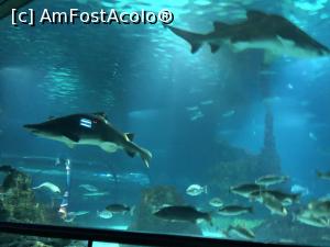 [P07] Acvariu » foto by diadilia
 - 
<span class="allrVoted glyphicon glyphicon-heart hidden" id="av1049612"></span>
<a class="m-l-10 hidden" id="sv1049612" onclick="voting_Foto_DelVot(,1049612,1999)" role="button">șterge vot <span class="glyphicon glyphicon-remove"></span></a>
<a id="v91049612" class=" c-red"  onclick="voting_Foto_SetVot(1049612)" role="button"><span class="glyphicon glyphicon-heart-empty"></span> <b>LIKE</b> = Votează poza</a> <img class="hidden"  id="f1049612W9" src="/imagini/loader.gif" border="0" /><span class="AjErrMes hidden" id="e1049612ErM"></span>