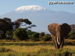 [P08] Kilimanjaro » foto by Kyandra
 - 
<span class="allrVoted glyphicon glyphicon-heart hidden" id="av602678"></span>
<a class="m-l-10 hidden" id="sv602678" onclick="voting_Foto_DelVot(,602678,2009)" role="button">șterge vot <span class="glyphicon glyphicon-remove"></span></a>
<a id="v9602678" class=" c-red"  onclick="voting_Foto_SetVot(602678)" role="button"><span class="glyphicon glyphicon-heart-empty"></span> <b>LIKE</b> = Votează poza</a> <img class="hidden"  id="f602678W9" src="/imagini/loader.gif" border="0" /><span class="AjErrMes hidden" id="e602678ErM"></span>