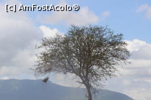 [P16] Aproape de Muntele Sfant Kenya, loc de inchinaciune pentru Massai.  » foto by glcitizen
 - 
<span class="allrVoted glyphicon glyphicon-heart hidden" id="av730491"></span>
<a class="m-l-10 hidden" id="sv730491" onclick="voting_Foto_DelVot(,730491,2009)" role="button">șterge vot <span class="glyphicon glyphicon-remove"></span></a>
<a id="v9730491" class=" c-red"  onclick="voting_Foto_SetVot(730491)" role="button"><span class="glyphicon glyphicon-heart-empty"></span> <b>LIKE</b> = Votează poza</a> <img class="hidden"  id="f730491W9" src="/imagini/loader.gif" border="0" /><span class="AjErrMes hidden" id="e730491ErM"></span>