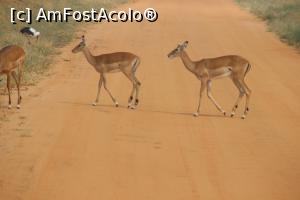 [P19] Primii pietoni nedisciplinati ai junglei.  » foto by glcitizen
 - 
<span class="allrVoted glyphicon glyphicon-heart hidden" id="av730494"></span>
<a class="m-l-10 hidden" id="sv730494" onclick="voting_Foto_DelVot(,730494,2009)" role="button">șterge vot <span class="glyphicon glyphicon-remove"></span></a>
<a id="v9730494" class=" c-red"  onclick="voting_Foto_SetVot(730494)" role="button"><span class="glyphicon glyphicon-heart-empty"></span> <b>LIKE</b> = Votează poza</a> <img class="hidden"  id="f730494W9" src="/imagini/loader.gif" border="0" /><span class="AjErrMes hidden" id="e730494ErM"></span>