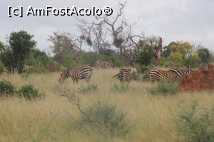 [P03] Putem trece! Urmeaza o zebra.  » foto by glcitizen
 - 
<span class="allrVoted glyphicon glyphicon-heart hidden" id="av730478"></span>
<a class="m-l-10 hidden" id="sv730478" onclick="voting_Foto_DelVot(,730478,2009)" role="button">șterge vot <span class="glyphicon glyphicon-remove"></span></a>
<a id="v9730478" class=" c-red"  onclick="voting_Foto_SetVot(730478)" role="button"><span class="glyphicon glyphicon-heart-empty"></span> <b>LIKE</b> = Votează poza</a> <img class="hidden"  id="f730478W9" src="/imagini/loader.gif" border="0" /><span class="AjErrMes hidden" id="e730478ErM"></span>