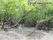 [P03] mangrove » foto by marinescubgdn
 - 
<span class="allrVoted glyphicon glyphicon-heart hidden" id="av173843"></span>
<a class="m-l-10 hidden" id="sv173843" onclick="voting_Foto_DelVot(,173843,2009)" role="button">șterge vot <span class="glyphicon glyphicon-remove"></span></a>
<a id="v9173843" class=" c-red"  onclick="voting_Foto_SetVot(173843)" role="button"><span class="glyphicon glyphicon-heart-empty"></span> <b>LIKE</b> = Votează poza</a> <img class="hidden"  id="f173843W9" src="/imagini/loader.gif" border="0" /><span class="AjErrMes hidden" id="e173843ErM"></span>