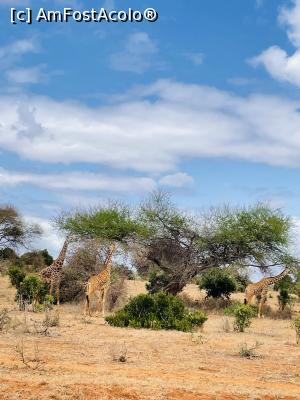 [P01] Familie de girafe in Tsavo Est » foto by Mady21
 - 
<span class="allrVoted glyphicon glyphicon-heart hidden" id="av1265125"></span>
<a class="m-l-10 hidden" id="sv1265125" onclick="voting_Foto_DelVot(,1265125,2009)" role="button">șterge vot <span class="glyphicon glyphicon-remove"></span></a>
<a id="v91265125" class=" c-red"  onclick="voting_Foto_SetVot(1265125)" role="button"><span class="glyphicon glyphicon-heart-empty"></span> <b>LIKE</b> = Votează poza</a> <img class="hidden"  id="f1265125W9" src="/imagini/loader.gif" border="0" /><span class="AjErrMes hidden" id="e1265125ErM"></span>