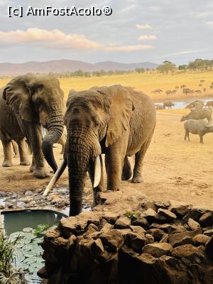 [P02] Foto nu este facut cu zoom, elefantii care veneau sa bea apa la Salt Lick Lodge unde am dormit o noapte » foto by Mady21
 - 
<span class="allrVoted glyphicon glyphicon-heart hidden" id="av1265126"></span>
<a class="m-l-10 hidden" id="sv1265126" onclick="voting_Foto_DelVot(,1265126,2009)" role="button">șterge vot <span class="glyphicon glyphicon-remove"></span></a>
<a id="v91265126" class=" c-red"  onclick="voting_Foto_SetVot(1265126)" role="button"><span class="glyphicon glyphicon-heart-empty"></span> <b>LIKE</b> = Votează poza</a> <img class="hidden"  id="f1265126W9" src="/imagini/loader.gif" border="0" /><span class="AjErrMes hidden" id="e1265126ErM"></span>