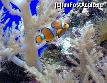 [P21] nu putea lipsi chiar pestisorul Nemo » foto by ghecamelia
 - 
<span class="allrVoted glyphicon glyphicon-heart hidden" id="av50630"></span>
<a class="m-l-10 hidden" id="sv50630" onclick="voting_Foto_DelVot(,50630,2078)" role="button">șterge vot <span class="glyphicon glyphicon-remove"></span></a>
<a id="v950630" class=" c-red"  onclick="voting_Foto_SetVot(50630)" role="button"><span class="glyphicon glyphicon-heart-empty"></span> <b>LIKE</b> = Votează poza</a> <img class="hidden"  id="f50630W9" src="/imagini/loader.gif" border="0" /><span class="AjErrMes hidden" id="e50630ErM"></span>