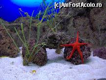 [P22] steluta de mare dansand » foto by ghecamelia
 - 
<span class="allrVoted glyphicon glyphicon-heart hidden" id="av50633"></span>
<a class="m-l-10 hidden" id="sv50633" onclick="voting_Foto_DelVot(,50633,2078)" role="button">șterge vot <span class="glyphicon glyphicon-remove"></span></a>
<a id="v950633" class=" c-red"  onclick="voting_Foto_SetVot(50633)" role="button"><span class="glyphicon glyphicon-heart-empty"></span> <b>LIKE</b> = Votează poza</a> <img class="hidden"  id="f50633W9" src="/imagini/loader.gif" border="0" /><span class="AjErrMes hidden" id="e50633ErM"></span>