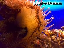 [P27] pestisorii nemo...o meduza....si un pestisor stea » foto by ghecamelia
 - 
<span class="allrVoted glyphicon glyphicon-heart hidden" id="av50646"></span>
<a class="m-l-10 hidden" id="sv50646" onclick="voting_Foto_DelVot(,50646,2078)" role="button">șterge vot <span class="glyphicon glyphicon-remove"></span></a>
<a id="v950646" class=" c-red"  onclick="voting_Foto_SetVot(50646)" role="button"><span class="glyphicon glyphicon-heart-empty"></span> <b>LIKE</b> = Votează poza</a> <img class="hidden"  id="f50646W9" src="/imagini/loader.gif" border="0" /><span class="AjErrMes hidden" id="e50646ErM"></span>