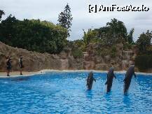 [P10] Loro Parque-a inceput show-ul si au pornit la sarituri » foto by pink_gabi*
 - 
<span class="allrVoted glyphicon glyphicon-heart hidden" id="av75026"></span>
<a class="m-l-10 hidden" id="sv75026" onclick="voting_Foto_DelVot(,75026,2078)" role="button">șterge vot <span class="glyphicon glyphicon-remove"></span></a>
<a id="v975026" class=" c-red"  onclick="voting_Foto_SetVot(75026)" role="button"><span class="glyphicon glyphicon-heart-empty"></span> <b>LIKE</b> = Votează poza</a> <img class="hidden"  id="f75026W9" src="/imagini/loader.gif" border="0" /><span class="AjErrMes hidden" id="e75026ErM"></span>