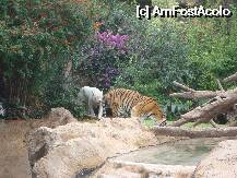 [P12] Loro Parque - Prince si Saba pe insula lor » foto by pink_gabi*
 - 
<span class="allrVoted glyphicon glyphicon-heart hidden" id="av75029"></span>
<a class="m-l-10 hidden" id="sv75029" onclick="voting_Foto_DelVot(,75029,2078)" role="button">șterge vot <span class="glyphicon glyphicon-remove"></span></a>
<a id="v975029" class=" c-red"  onclick="voting_Foto_SetVot(75029)" role="button"><span class="glyphicon glyphicon-heart-empty"></span> <b>LIKE</b> = Votează poza</a> <img class="hidden"  id="f75029W9" src="/imagini/loader.gif" border="0" /><span class="AjErrMes hidden" id="e75029ErM"></span>