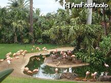 [P14] Loro Parque-un grup de flamingo » foto by pink_gabi*
 - 
<span class="allrVoted glyphicon glyphicon-heart hidden" id="av75031"></span>
<a class="m-l-10 hidden" id="sv75031" onclick="voting_Foto_DelVot(,75031,2078)" role="button">șterge vot <span class="glyphicon glyphicon-remove"></span></a>
<a id="v975031" class=" c-red"  onclick="voting_Foto_SetVot(75031)" role="button"><span class="glyphicon glyphicon-heart-empty"></span> <b>LIKE</b> = Votează poza</a> <img class="hidden"  id="f75031W9" src="/imagini/loader.gif" border="0" /><span class="AjErrMes hidden" id="e75031ErM"></span>