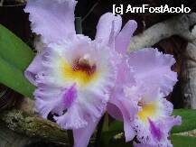 [P16] Loro Parque-o orhidee din gradina » foto by pink_gabi*
 - 
<span class="allrVoted glyphicon glyphicon-heart hidden" id="av75033"></span>
<a class="m-l-10 hidden" id="sv75033" onclick="voting_Foto_DelVot(,75033,2078)" role="button">șterge vot <span class="glyphicon glyphicon-remove"></span></a>
<a id="v975033" class=" c-red"  onclick="voting_Foto_SetVot(75033)" role="button"><span class="glyphicon glyphicon-heart-empty"></span> <b>LIKE</b> = Votează poza</a> <img class="hidden"  id="f75033W9" src="/imagini/loader.gif" border="0" /><span class="AjErrMes hidden" id="e75033ErM"></span>