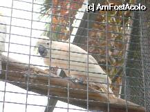 [P17] Loro Parque-un papagal alb » foto by pink_gabi*
 - 
<span class="allrVoted glyphicon glyphicon-heart hidden" id="av75034"></span>
<a class="m-l-10 hidden" id="sv75034" onclick="voting_Foto_DelVot(,75034,2078)" role="button">șterge vot <span class="glyphicon glyphicon-remove"></span></a>
<a id="v975034" class=" c-red"  onclick="voting_Foto_SetVot(75034)" role="button"><span class="glyphicon glyphicon-heart-empty"></span> <b>LIKE</b> = Votează poza</a> <img class="hidden"  id="f75034W9" src="/imagini/loader.gif" border="0" /><span class="AjErrMes hidden" id="e75034ErM"></span>