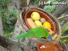 [P22] Loro Parque-Katandra Treetops » foto by pink_gabi*
 - 
<span class="allrVoted glyphicon glyphicon-heart hidden" id="av75041"></span>
<a class="m-l-10 hidden" id="sv75041" onclick="voting_Foto_DelVot(,75041,2078)" role="button">șterge vot <span class="glyphicon glyphicon-remove"></span></a>
<a id="v975041" class=" c-red"  onclick="voting_Foto_SetVot(75041)" role="button"><span class="glyphicon glyphicon-heart-empty"></span> <b>LIKE</b> = Votează poza</a> <img class="hidden"  id="f75041W9" src="/imagini/loader.gif" border="0" /><span class="AjErrMes hidden" id="e75041ErM"></span>