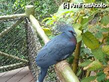 [P26] Loro Parque-Katandra Treetops » foto by pink_gabi*
 - 
<span class="allrVoted glyphicon glyphicon-heart hidden" id="av75045"></span>
<a class="m-l-10 hidden" id="sv75045" onclick="voting_Foto_DelVot(,75045,2078)" role="button">șterge vot <span class="glyphicon glyphicon-remove"></span></a>
<a id="v975045" class=" c-red"  onclick="voting_Foto_SetVot(75045)" role="button"><span class="glyphicon glyphicon-heart-empty"></span> <b>LIKE</b> = Votează poza</a> <img class="hidden"  id="f75045W9" src="/imagini/loader.gif" border="0" /><span class="AjErrMes hidden" id="e75045ErM"></span>