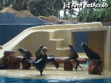 [P28] Loro Parque-Show-ul leilor de mare » foto by pink_gabi*
 - 
<span class="allrVoted glyphicon glyphicon-heart hidden" id="av75047"></span>
<a class="m-l-10 hidden" id="sv75047" onclick="voting_Foto_DelVot(,75047,2078)" role="button">șterge vot <span class="glyphicon glyphicon-remove"></span></a>
<a id="v975047" class=" c-red"  onclick="voting_Foto_SetVot(75047)" role="button"><span class="glyphicon glyphicon-heart-empty"></span> <b>LIKE</b> = Votează poza</a> <img class="hidden"  id="f75047W9" src="/imagini/loader.gif" border="0" /><span class="AjErrMes hidden" id="e75047ErM"></span>