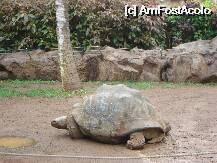 [P07] Loro Parque-una din cele 2 testoase gigantice » foto by pink_gabi*
 - 
<span class="allrVoted glyphicon glyphicon-heart hidden" id="av75022"></span>
<a class="m-l-10 hidden" id="sv75022" onclick="voting_Foto_DelVot(,75022,2078)" role="button">șterge vot <span class="glyphicon glyphicon-remove"></span></a>
<a id="v975022" class=" c-red"  onclick="voting_Foto_SetVot(75022)" role="button"><span class="glyphicon glyphicon-heart-empty"></span> <b>LIKE</b> = Votează poza</a> <img class="hidden"  id="f75022W9" src="/imagini/loader.gif" border="0" /><span class="AjErrMes hidden" id="e75022ErM"></span>