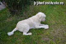 [P04] Fram - marele paznic alb » foto by gvaly
 - 
<span class="allrVoted glyphicon glyphicon-heart hidden" id="av468291"></span>
<a class="m-l-10 hidden" id="sv468291" onclick="voting_Foto_DelVot(,468291,2085)" role="button">șterge vot <span class="glyphicon glyphicon-remove"></span></a>
<a id="v9468291" class=" c-red"  onclick="voting_Foto_SetVot(468291)" role="button"><span class="glyphicon glyphicon-heart-empty"></span> <b>LIKE</b> = Votează poza</a> <img class="hidden"  id="f468291W9" src="/imagini/loader.gif" border="0" /><span class="AjErrMes hidden" id="e468291ErM"></span>