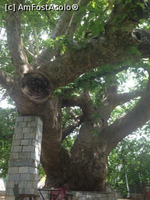 [P01] Platanul milenar și creanga ce ar sta să cadă » foto by almona
 - 
<span class="allrVoted glyphicon glyphicon-heart hidden" id="av876344"></span>
<a class="m-l-10 hidden" id="sv876344" onclick="voting_Foto_DelVot(,876344,2124)" role="button">șterge vot <span class="glyphicon glyphicon-remove"></span></a>
<a id="v9876344" class=" c-red"  onclick="voting_Foto_SetVot(876344)" role="button"><span class="glyphicon glyphicon-heart-empty"></span> <b>LIKE</b> = Votează poza</a> <img class="hidden"  id="f876344W9" src="/imagini/loader.gif" border="0" /><span class="AjErrMes hidden" id="e876344ErM"></span>