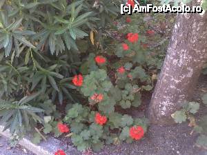 [P11]  -- <small>// FĂRĂ DESCRIERE</small> » foto by Paloma
 - 
<span class="allrVoted glyphicon glyphicon-heart hidden" id="av430133"></span>
<a class="m-l-10 hidden" id="sv430133" onclick="voting_Foto_DelVot(,430133,2167)" role="button">șterge vot <span class="glyphicon glyphicon-remove"></span></a>
<a id="v9430133" class=" c-red"  onclick="voting_Foto_SetVot(430133)" role="button"><span class="glyphicon glyphicon-heart-empty"></span> <b>LIKE</b> = Votează poza</a> <img class="hidden"  id="f430133W9" src="/imagini/loader.gif" border="0" /><span class="AjErrMes hidden" id="e430133ErM"></span>