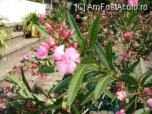 [P09] Leandri roz si albi pe scarile de la intrarea in Manastirea Sf. Ana, Orsova » foto by ascent
 - 
<span class="allrVoted glyphicon glyphicon-heart hidden" id="av89240"></span>
<a class="m-l-10 hidden" id="sv89240" onclick="voting_Foto_DelVot(,89240,2179)" role="button">șterge vot <span class="glyphicon glyphicon-remove"></span></a>
<a id="v989240" class=" c-red"  onclick="voting_Foto_SetVot(89240)" role="button"><span class="glyphicon glyphicon-heart-empty"></span> <b>LIKE</b> = Votează poza</a> <img class="hidden"  id="f89240W9" src="/imagini/loader.gif" border="0" /><span class="AjErrMes hidden" id="e89240ErM"></span>