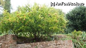 [P18] Rodii, numai bune de cules.  » foto by ania
 - 
<span class="allrVoted glyphicon glyphicon-heart hidden" id="av508390"></span>
<a class="m-l-10 hidden" id="sv508390" onclick="voting_Foto_DelVot(,508390,2240)" role="button">șterge vot <span class="glyphicon glyphicon-remove"></span></a>
<a id="v9508390" class=" c-red"  onclick="voting_Foto_SetVot(508390)" role="button"><span class="glyphicon glyphicon-heart-empty"></span> <b>LIKE</b> = Votează poza</a> <img class="hidden"  id="f508390W9" src="/imagini/loader.gif" border="0" /><span class="AjErrMes hidden" id="e508390ErM"></span>