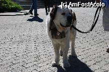[P19] Un bastinas . » foto by piti
 - 
<span class="allrVoted glyphicon glyphicon-heart hidden" id="av74194"></span>
<a class="m-l-10 hidden" id="sv74194" onclick="voting_Foto_DelVot(,74194,2252)" role="button">șterge vot <span class="glyphicon glyphicon-remove"></span></a>
<a id="v974194" class=" c-red"  onclick="voting_Foto_SetVot(74194)" role="button"><span class="glyphicon glyphicon-heart-empty"></span> <b>LIKE</b> = Votează poza</a> <img class="hidden"  id="f74194W9" src="/imagini/loader.gif" border="0" /><span class="AjErrMes hidden" id="e74194ErM"></span>