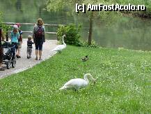 [P05] Fauna in parc la Linderhof » foto by DanCld
 - 
<span class="allrVoted glyphicon glyphicon-heart hidden" id="av215623"></span>
<a class="m-l-10 hidden" id="sv215623" onclick="voting_Foto_DelVot(,215623,2287)" role="button">șterge vot <span class="glyphicon glyphicon-remove"></span></a>
<a id="v9215623" class=" c-red"  onclick="voting_Foto_SetVot(215623)" role="button"><span class="glyphicon glyphicon-heart-empty"></span> <b>LIKE</b> = Votează poza</a> <img class="hidden"  id="f215623W9" src="/imagini/loader.gif" border="0" /><span class="AjErrMes hidden" id="e215623ErM"></span>