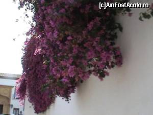 [P35] Bougainvillea pe zidurile care dau în Plaza de los Capuchinos » foto by Carmen Ion
 - 
<span class="allrVoted glyphicon glyphicon-heart hidden" id="av608715"></span>
<a class="m-l-10 hidden" id="sv608715" onclick="voting_Foto_DelVot(,608715,2304)" role="button">șterge vot <span class="glyphicon glyphicon-remove"></span></a>
<a id="v9608715" class=" c-red"  onclick="voting_Foto_SetVot(608715)" role="button"><span class="glyphicon glyphicon-heart-empty"></span> <b>LIKE</b> = Votează poza</a> <img class="hidden"  id="f608715W9" src="/imagini/loader.gif" border="0" /><span class="AjErrMes hidden" id="e608715ErM"></span>