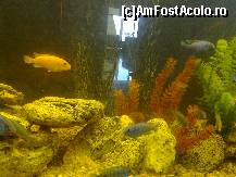 [P10] Acvariul din holul hotelului.  » foto by florinvsc
 - 
<span class="allrVoted glyphicon glyphicon-heart hidden" id="av429150"></span>
<a class="m-l-10 hidden" id="sv429150" onclick="voting_Foto_DelVot(,429150,2316)" role="button">șterge vot <span class="glyphicon glyphicon-remove"></span></a>
<a id="v9429150" class=" c-red"  onclick="voting_Foto_SetVot(429150)" role="button"><span class="glyphicon glyphicon-heart-empty"></span> <b>LIKE</b> = Votează poza</a> <img class="hidden"  id="f429150W9" src="/imagini/loader.gif" border="0" /><span class="AjErrMes hidden" id="e429150ErM"></span>