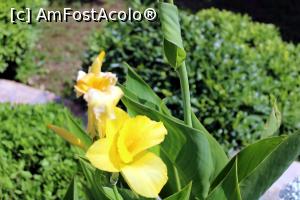 [P25] Flori frumoase » foto by cristisch2003
 - 
<span class="allrVoted glyphicon glyphicon-heart hidden" id="av1368058"></span>
<a class="m-l-10 hidden" id="sv1368058" onclick="voting_Foto_DelVot(,1368058,2399)" role="button">șterge vot <span class="glyphicon glyphicon-remove"></span></a>
<a id="v91368058" class=" c-red"  onclick="voting_Foto_SetVot(1368058)" role="button"><span class="glyphicon glyphicon-heart-empty"></span> <b>LIKE</b> = Votează poza</a> <img class="hidden"  id="f1368058W9" src="/imagini/loader.gif" border="0" /><span class="AjErrMes hidden" id="e1368058ErM"></span>