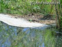 [P24] Din pacate , multimea  de pet-uri plutind  pe ape  sau strangandu-se  in stufaris  si pe plauri umbreste frumusetea Deltei » foto by TORA INGRID
 - 
<span class="allrVoted glyphicon glyphicon-heart hidden" id="av81749"></span>
<a class="m-l-10 hidden" id="sv81749" onclick="voting_Foto_DelVot(,81749,2441)" role="button">șterge vot <span class="glyphicon glyphicon-remove"></span></a>
<a id="v981749" class=" c-red"  onclick="voting_Foto_SetVot(81749)" role="button"><span class="glyphicon glyphicon-heart-empty"></span> <b>LIKE</b> = Votează poza</a> <img class="hidden"  id="f81749W9" src="/imagini/loader.gif" border="0" /><span class="AjErrMes hidden" id="e81749ErM"></span>