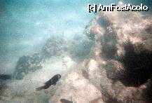 [P17] Corali cu arici de mare si pesti » foto by dandun
 - 
<span class="allrVoted glyphicon glyphicon-heart hidden" id="av7976"></span>
<a class="m-l-10 hidden" id="sv7976" onclick="voting_Foto_DelVot(,7976,2513)" role="button">șterge vot <span class="glyphicon glyphicon-remove"></span></a>
<a id="v97976" class=" c-red"  onclick="voting_Foto_SetVot(7976)" role="button"><span class="glyphicon glyphicon-heart-empty"></span> <b>LIKE</b> = Votează poza</a> <img class="hidden"  id="f7976W9" src="/imagini/loader.gif" border="0" /><span class="AjErrMes hidden" id="e7976ErM"></span>