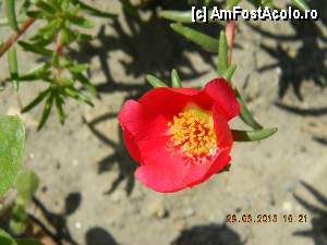 [P03]  -- <small>// FĂRĂ DESCRIERE</small> » foto by Paty
 - 
<span class="allrVoted glyphicon glyphicon-heart hidden" id="av432677"></span>
<a class="m-l-10 hidden" id="sv432677" onclick="voting_Foto_DelVot(,432677,2514)" role="button">șterge vot <span class="glyphicon glyphicon-remove"></span></a>
<a id="v9432677" class=" c-red"  onclick="voting_Foto_SetVot(432677)" role="button"><span class="glyphicon glyphicon-heart-empty"></span> <b>LIKE</b> = Votează poza</a> <img class="hidden"  id="f432677W9" src="/imagini/loader.gif" border="0" /><span class="AjErrMes hidden" id="e432677ErM"></span>