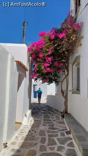 P37 [AUG-2023] Bougainvillea