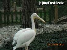 [P45] mini gradina zoologica de la Iberostar » foto by orinel
 - 
<span class="allrVoted glyphicon glyphicon-heart hidden" id="av229454"></span>
<a class="m-l-10 hidden" id="sv229454" onclick="voting_Foto_DelVot(,229454,2572)" role="button">șterge vot <span class="glyphicon glyphicon-remove"></span></a>
<a id="v9229454" class=" c-red"  onclick="voting_Foto_SetVot(229454)" role="button"><span class="glyphicon glyphicon-heart-empty"></span> <b>LIKE</b> = Votează poza</a> <img class="hidden"  id="f229454W9" src="/imagini/loader.gif" border="0" /><span class="AjErrMes hidden" id="e229454ErM"></span>