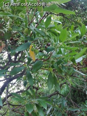 [P10] maslini in curtea vilei » foto by yuliansch
 - 
<span class="allrVoted glyphicon glyphicon-heart hidden" id="av882617"></span>
<a class="m-l-10 hidden" id="sv882617" onclick="voting_Foto_DelVot(,882617,2590)" role="button">șterge vot <span class="glyphicon glyphicon-remove"></span></a>
<a id="v9882617" class=" c-red"  onclick="voting_Foto_SetVot(882617)" role="button"><span class="glyphicon glyphicon-heart-empty"></span> <b>LIKE</b> = Votează poza</a> <img class="hidden"  id="f882617W9" src="/imagini/loader.gif" border="0" /><span class="AjErrMes hidden" id="e882617ErM"></span>