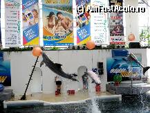 [P24] ...dolphin show » foto by usulit
 - 
<span class="allrVoted glyphicon glyphicon-heart hidden" id="av15142"></span>
<a class="m-l-10 hidden" id="sv15142" onclick="voting_Foto_DelVot(,15142,2594)" role="button">șterge vot <span class="glyphicon glyphicon-remove"></span></a>
<a id="v915142" class=" c-red"  onclick="voting_Foto_SetVot(15142)" role="button"><span class="glyphicon glyphicon-heart-empty"></span> <b>LIKE</b> = Votează poza</a> <img class="hidden"  id="f15142W9" src="/imagini/loader.gif" border="0" /><span class="AjErrMes hidden" id="e15142ErM"></span>