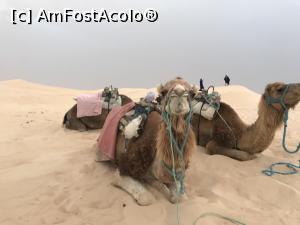 [P14] Cu avionul în Tunisia - cu cămila în deşert » foto by nicole33
 - 
<span class="allrVoted glyphicon glyphicon-heart hidden" id="av1078529"></span>
<a class="m-l-10 hidden" id="sv1078529" onclick="voting_Foto_DelVot(,1078529,2617)" role="button">șterge vot <span class="glyphicon glyphicon-remove"></span></a>
<a id="v91078529" class=" c-red"  onclick="voting_Foto_SetVot(1078529)" role="button"><span class="glyphicon glyphicon-heart-empty"></span> <b>LIKE</b> = Votează poza</a> <img class="hidden"  id="f1078529W9" src="/imagini/loader.gif" border="0" /><span class="AjErrMes hidden" id="e1078529ErM"></span>