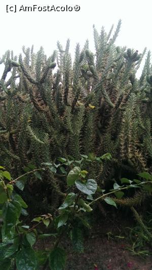 [P12] Un cactus urias » foto by adrianaglogo
 - 
<span class="allrVoted glyphicon glyphicon-heart hidden" id="av830137"></span>
<a class="m-l-10 hidden" id="sv830137" onclick="voting_Foto_DelVot(,830137,2629)" role="button">șterge vot <span class="glyphicon glyphicon-remove"></span></a>
<a id="v9830137" class=" c-red"  onclick="voting_Foto_SetVot(830137)" role="button"><span class="glyphicon glyphicon-heart-empty"></span> <b>LIKE</b> = Votează poza</a> <img class="hidden"  id="f830137W9" src="/imagini/loader.gif" border="0" /><span class="AjErrMes hidden" id="e830137ErM"></span>