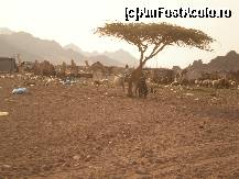 [P11] Alt aşezământ:cămilele, oile, catârii şi caprele ,,convieţuiesc' armonios cu maşinile de teren(în fundal) şi gunoiul adus dinspre oraşe.Aparatele foto deranjează localnicii însă, altminteri foarte amabili şi dornici de comerţ... » foto by iris2010
 - 
<span class="allrVoted glyphicon glyphicon-heart hidden" id="av117219"></span>
<a class="m-l-10 hidden" id="sv117219" onclick="voting_Foto_DelVot(,117219,2768)" role="button">șterge vot <span class="glyphicon glyphicon-remove"></span></a>
<a id="v9117219" class=" c-red"  onclick="voting_Foto_SetVot(117219)" role="button"><span class="glyphicon glyphicon-heart-empty"></span> <b>LIKE</b> = Votează poza</a> <img class="hidden"  id="f117219W9" src="/imagini/loader.gif" border="0" /><span class="AjErrMes hidden" id="e117219ErM"></span>